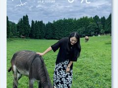-武陵山森林公园
