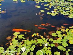 -白马涧龙池景区