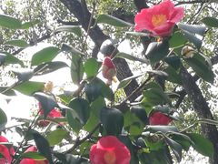 -杭州半山国家森林公园