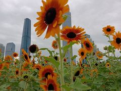 -海心沙亚运公园