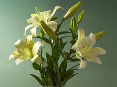 -愿者上钩·纸包鱼(翻身店)