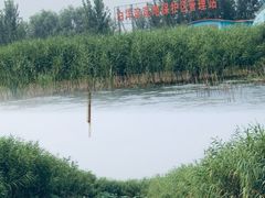 -白洋淀景区