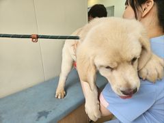 -美联众合动物医院·24h京西诊疗中心