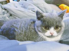 -喵zoo家庭繁育猫舍(尖东智能花园店)