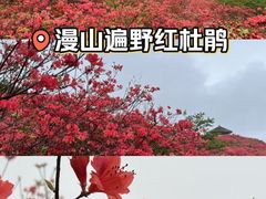-大围山国家森林公园