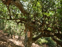 -汉艺唐风茶艺培训(联发华美空间店)