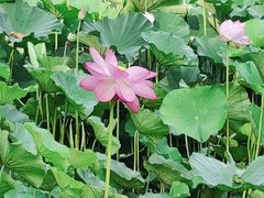 -俏东方·海味水饺·青岛菜(崂山店)