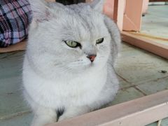 -喵屿·大理花园猫咖