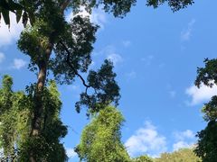 -西双版纳原始森林公园