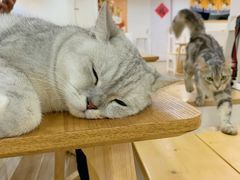 -李小姐の猫咖啡馆(五角场店)