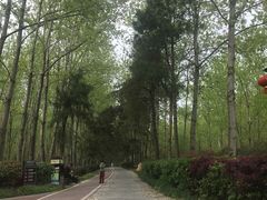 -合肥滨湖国家森林公园