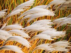 -羊亭河湿地公园