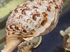 -青岛贝壳博物馆