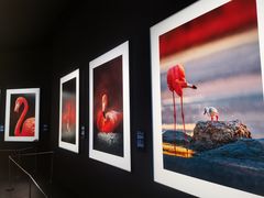 -罗红摄影艺术馆