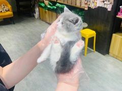 -欣宠猫屋·矮脚拿破仑·蓝金金渐层