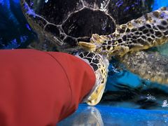 -烟台海昌鲸鲨海洋公园