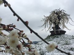 -香雪海