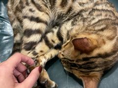 -猫小院猫主题咖啡厅(北锣店)