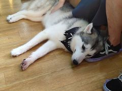 -Husky Go! 哈士奇体验馆·宠物咖啡厅狗咖