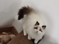 -东方名猫馆·英短金渐层布偶猫舍(环线广场1号楼店)