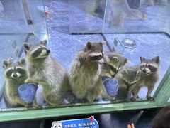 -海合安成都极地海洋公园