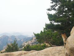 -崂山巨峰游览区