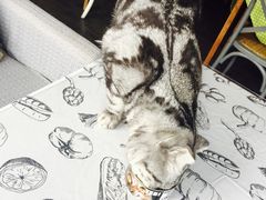 -吉丁鸟咖·异宠·寄养