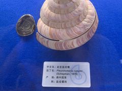 -贝壳王国博物馆