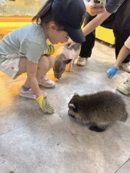 -神奇动物撸宠馆·羊驼·小浣熊·异宠(豫园店)