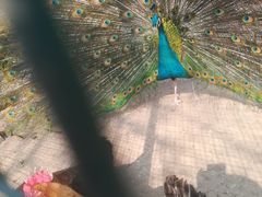 -意大利农场度假村