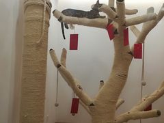 -袖虎·猫馆(体育西路店)