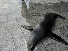 -烟台海昌鲸鲨海洋公园