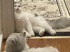 -猫大福·Fortune Cat猫舍(百子湾店)