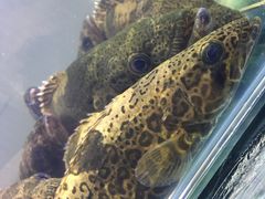 -邵老爹老杭州白斩鸡·家常菜(建国北路店)