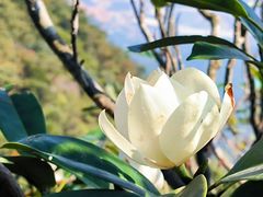 -梧桐山风景名胜区