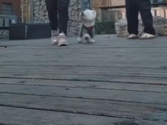 -多乐狗狗宠物训练工作室