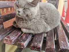 -孤山景区-孤山寺