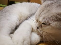 -猫和宫(六道口店)
