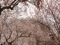 -桃花堤公园