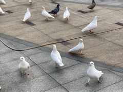 -毛家饭店(拱北店)