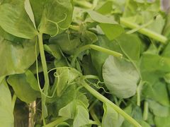 -金鼎雪山牦牛杂火锅(理县总店)