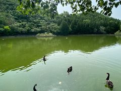 -静之湖度假区