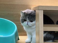 -宠爱国际动物医院· 猫科· 外科·中兽医(长白店)