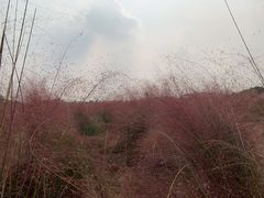 -映月湖中央公园