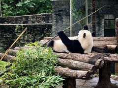 -都江堰中华大熊猫苑