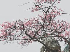 -无锡梅园公园