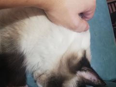 -猫色咖啡·猫咖