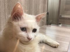 -飞行喵MR PILOT|猫舍·猫咖(静安大融城店)