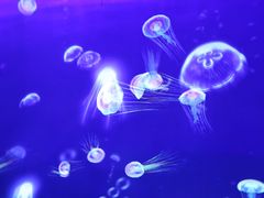-江和美海洋公园