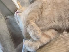 -楼上猫咖(罗湖店)